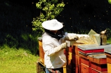 Stručné informace pro zájemce o včelaření