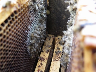 První výsledky monitoringu úspěšnosti zimování včelstev 2019/20