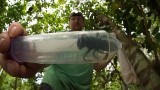 Největší včelu na světě objevili v Indonésii po téměř 40 letech