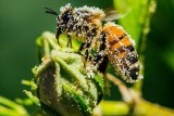 Video: Videoatlas naší přírody - Včela