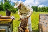 Nemoci včel se šíří i kvůli rozmachu laiků. Včelaření se stává symbolem ekologického smýšlení, říká biolog