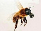 Měl být pro hmyz neškodný. Podle nových výzkumů ale Roundup zabíjí včely