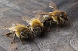 Video o kavkazských včelách  