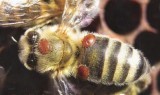 Podzimní ošetření včelstev proti varroáze - 2017