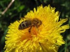 I včely mohou být praváci nebo leváci
