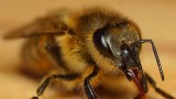 Včely a čmeláci: příběh soužití a ohrožení včel i člověka
