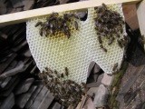 11. díl – Včelařské jaro 
