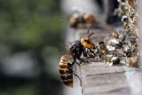 Obrana včel proti sršním