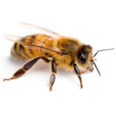 Praktické aplikace pro včelaře – 