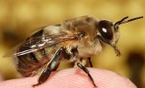 Seriál článků o včelách pro začínající včelaře – 4. díl – Trubci   