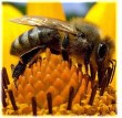Včelařit dnes učí děti své rodiče, konstatuje osmadvacetiletý včelař