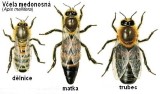 Seriál článků o včelách pro začínající včelaře – 7. díl – O včelách, rostlinách a plodech 