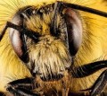 Inteligentní úly hlídají chování včel na dálku. Data kontrolují včelaři z domova přes internet
