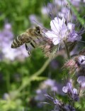 Včely patří do každé zahrady