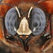 Anthophora pueblo – včela, která láme skály