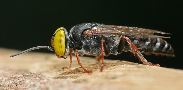 Včelák není ani vosa ani čmelák. Unikátní objev českých vědců, unikátní zvíře a „profláklé“ místo