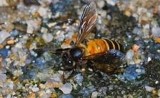 Halucinogenní med je tak cenný, že kvůli němu desítky lidí riskují život