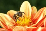 Kvíz: Co víte o včelách?