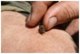 Seriál článků o včelách pro začínající včelaře – 6. díl – Jak se chovat, když se včela zlobí