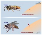 Jak se chovat, když se včela zlobí