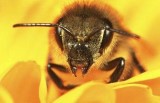 Přírodní vesmír – Smrt včely medonosné – dokument