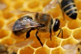 Včely přinášejí včelaři radost, med je až přidaná hodnota