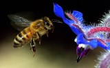 Květy komunikují se včelami pomocí elektrického pole – hlásí, že mají nektar