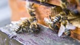 Polský vědec sestrojil umělou včelu