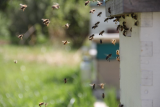 Seriál článků o včelách pro začínající včelaře – 5. díl – Jak se včely orientují v prostoru  