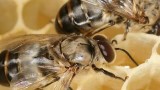 Tajemství šestiúhelníkových včelích pláství je odhaleno!