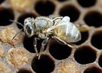 Brněnští vědci popsali strukturu virů napadajících včely 