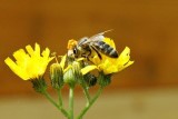 Zázraky přírody – včely 
